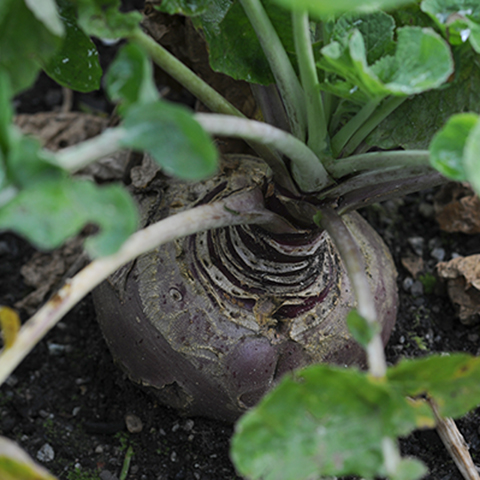 an image of a radish peeking up from the soil with green leaves hovering over.