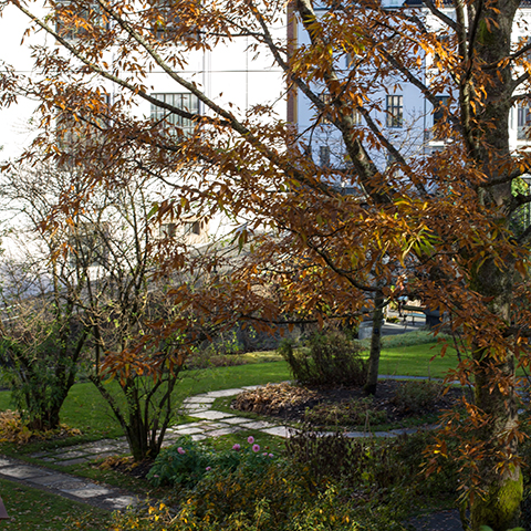 an image of trees in the medieval garden at Muséhagen.