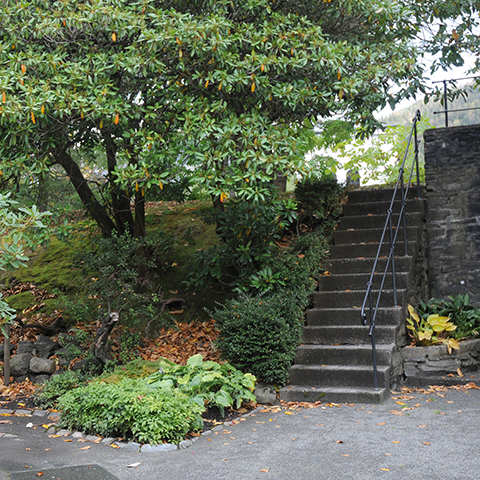 Greenery Image displaying concrete stairs inbetween trees and bushes.