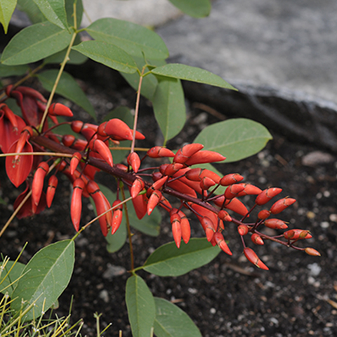 an image of a bright red exotic looking plant.