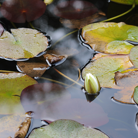 image of a waterlily growing in a basin surrounded by leaves