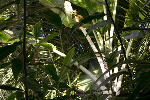 Image with palm leaves overlapping, covered in both dark shadows and bright sunlight.