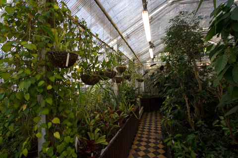 Plants hanging from the ceiling and peeking up from flower beds. The floor is old and in a chessboard pattern.