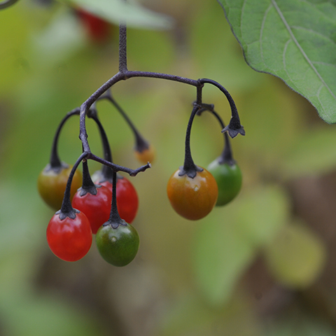 a closeup of green, red and orange berries growing on a poisonous plant.