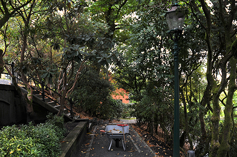 image of a trolley placed on a pathway between rhododendron trees