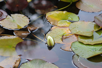 a picture of a waterlily floating in the water.