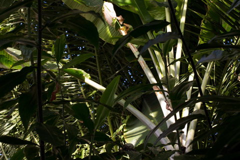Image with palm leaves overlapping, covered in both dark shadows and bright sunlight.