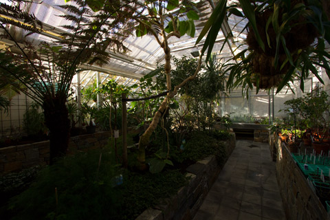 image from within the planthouse showing an array of various plants in all sizes, sunlight coming in from the side.